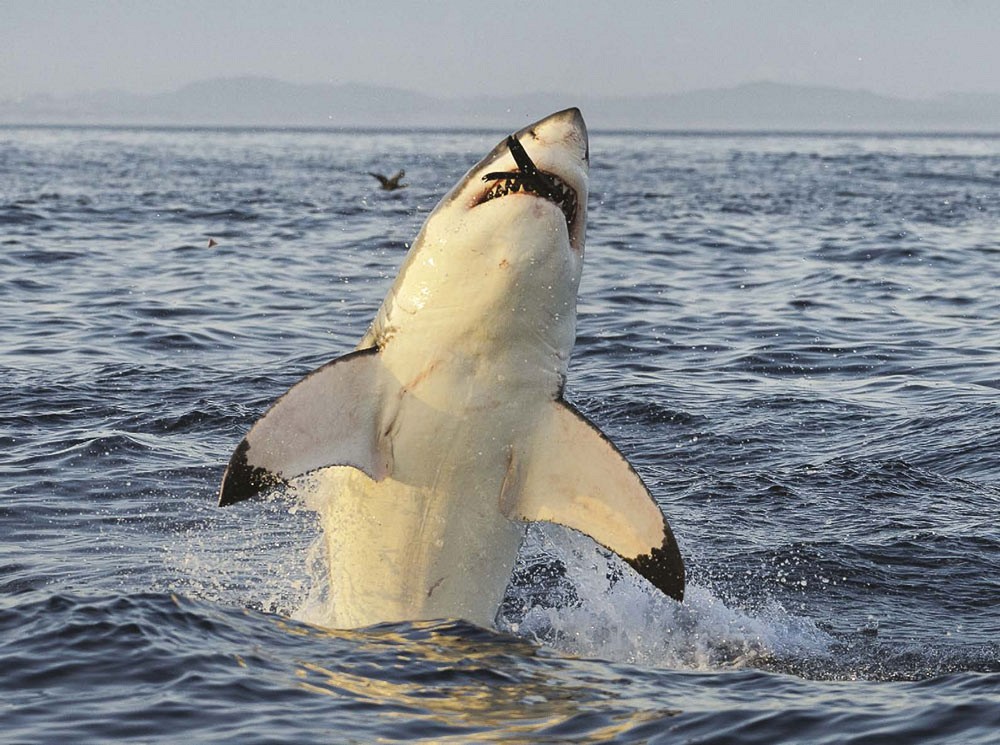 There is only one species of great white shark They can be found near the - photo 3