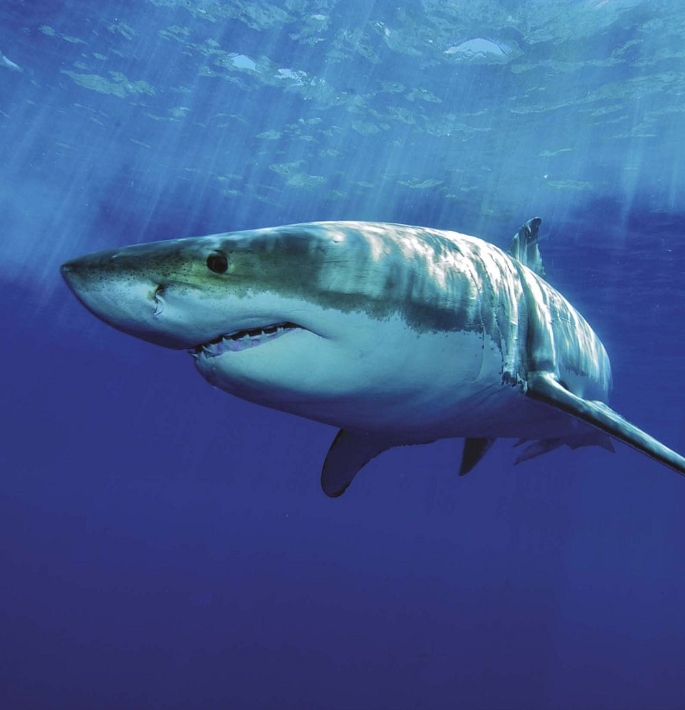 BITING FACTS THE GREAT WHITES SCIENTIFIC NAME IS CARCHARODON CARCHARIAS THIS - photo 4