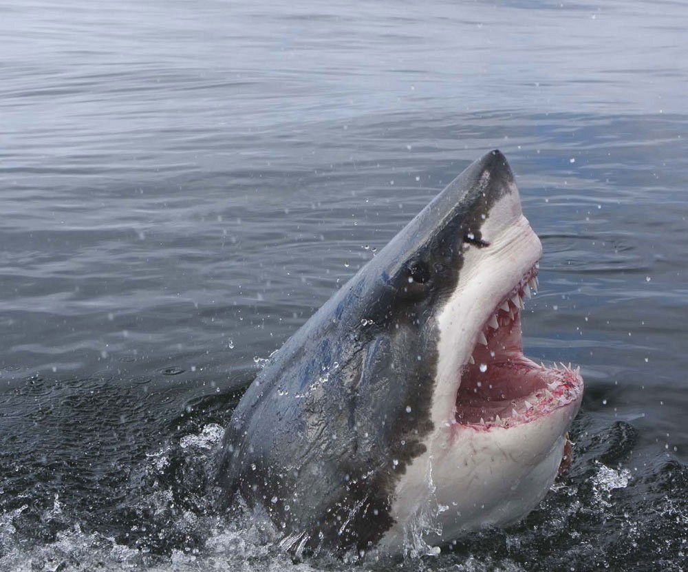 BITING FACTS THE GREAT WHITE LIKE OTHER SHARKS CAN LOSE AND REPLACE AROUND - photo 5