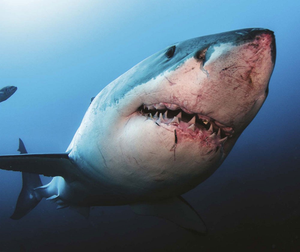 BITING FACTS IF THE GREAT WHITE SHARK IS TICKLED ON THE NOSE IT IS SENT INTO - photo 7