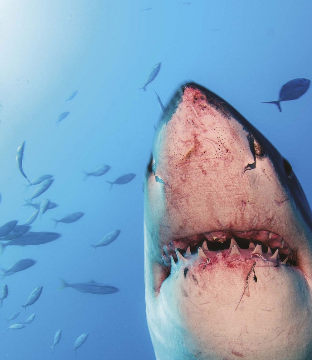 BITING FACTS THE GREAT WHITE SHARKS NOSE IS VERY POINTED LIKE A CONE THIS - photo 8