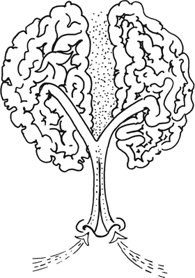 FIGURE 1 Posterior view of the hemispheres of the brain and their relationship - photo 4