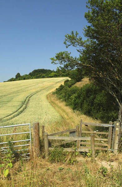 Leaving Great Chalk Wood to head through fields towards Goring-on-Thames Walk - photo 7