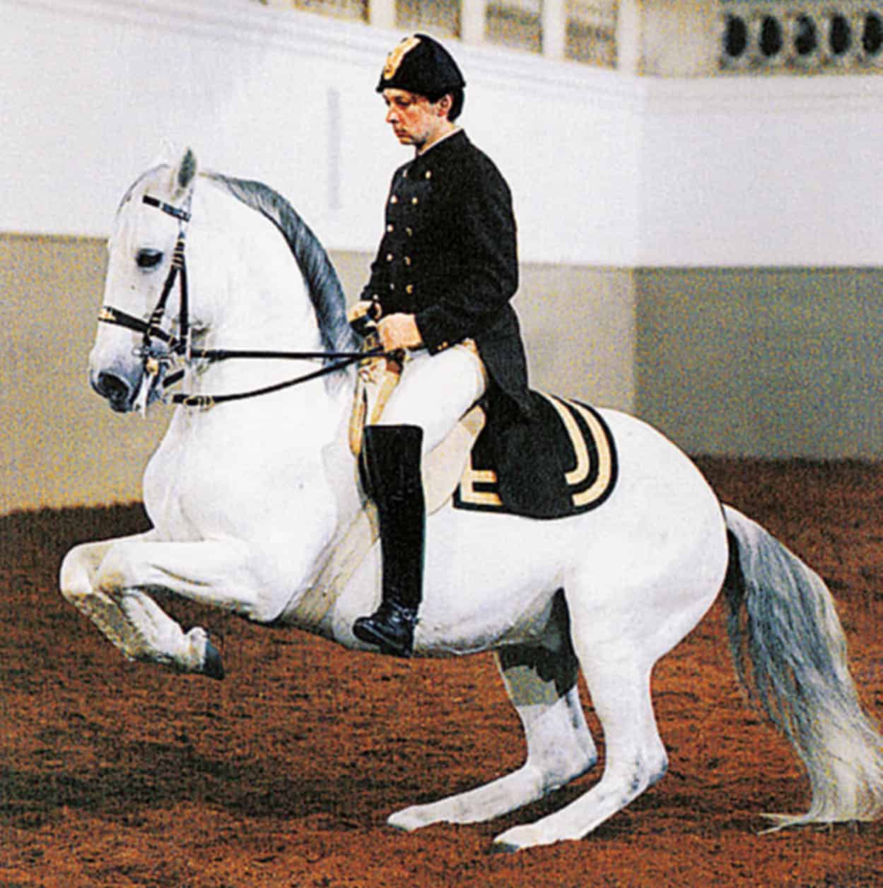 Top Attraction 7 Vienna Tourist Board The Spanish Riding School See the - photo 10