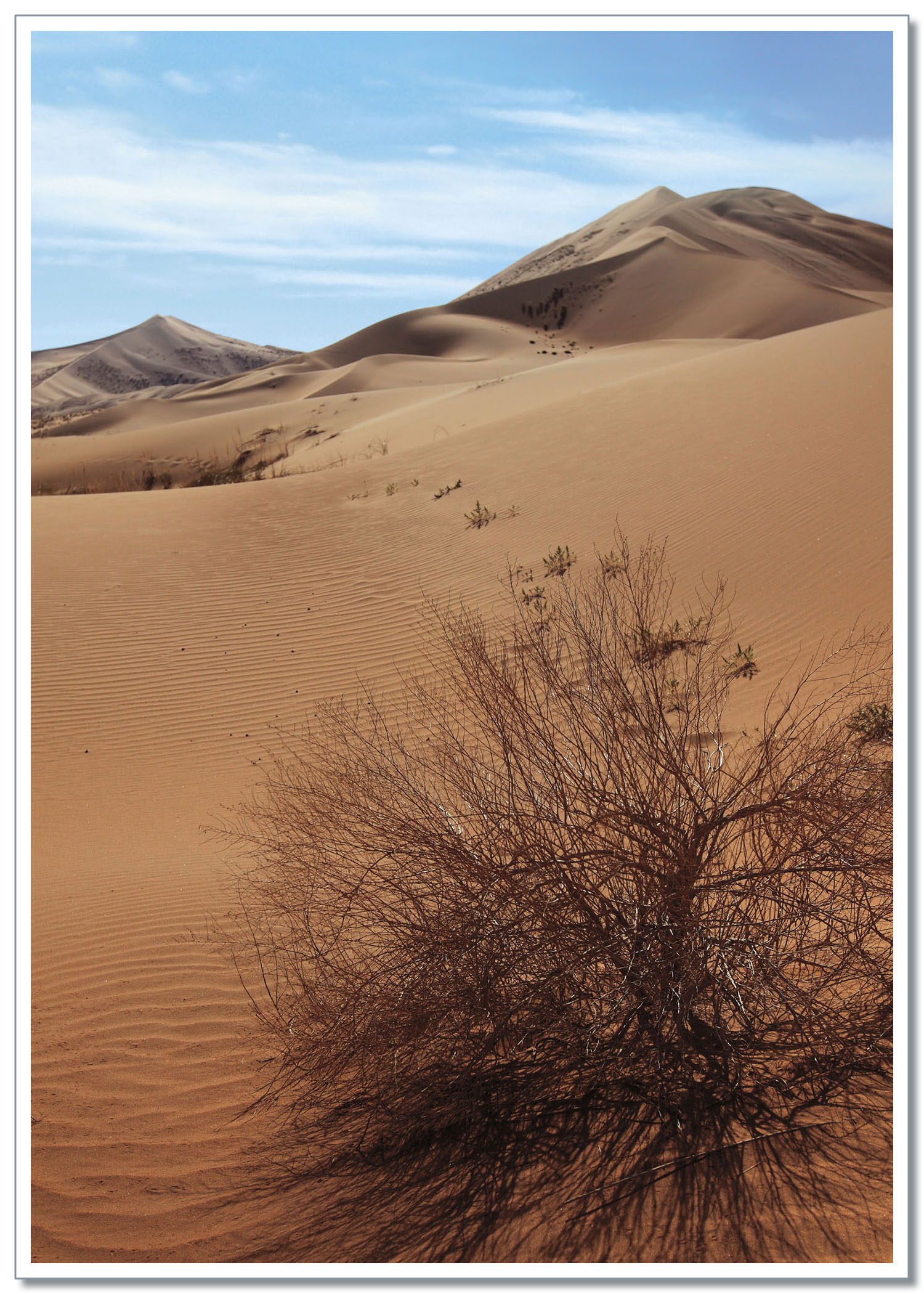 Desert plants need little water to survive With so little moisture deserts - photo 3