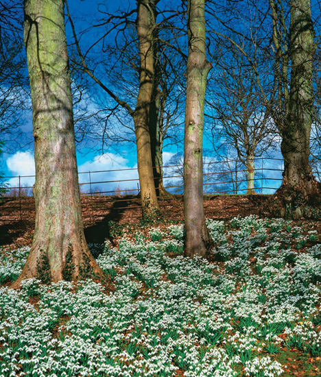 Early spring snowdrops herald the new season of planting color the glowing - photo 5