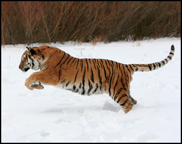 Big Cat Fact A group of tigers is called an ambush or a streak dewclaw - photo 17