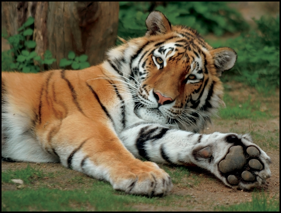 dewclaw FANCY FEET A tiger has big sharp on each of their front paws Pads - photo 18