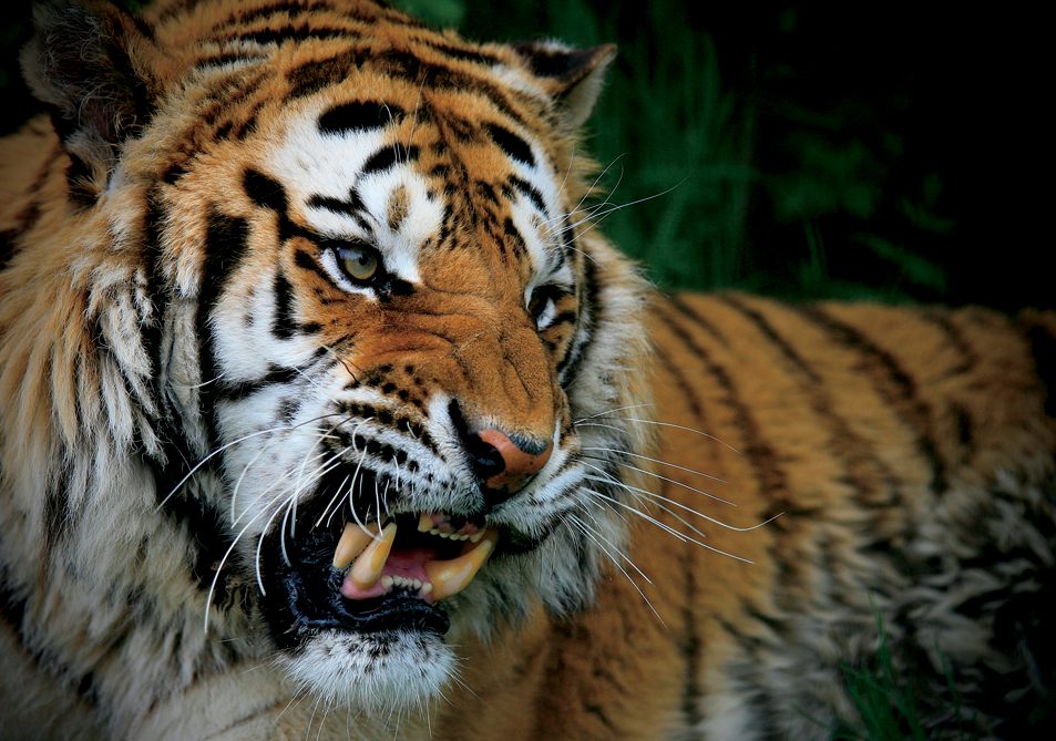 Big Cat Fact Modern tigers are not related to the saber-toothed tiger - photo 19