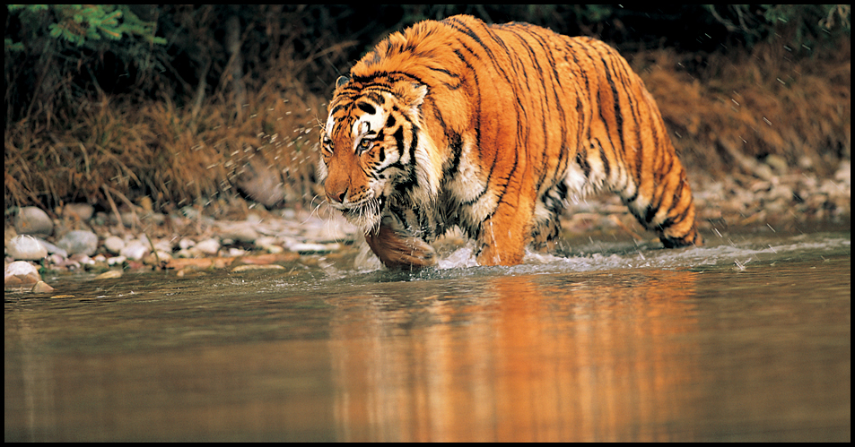 predator an animal that hunts other animals for food habitat the natural - photo 9