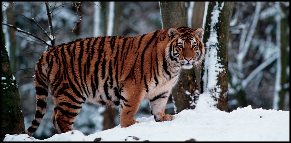 All wild tigers live in Asia Most types of tigers live in warm areas Only - photo 10