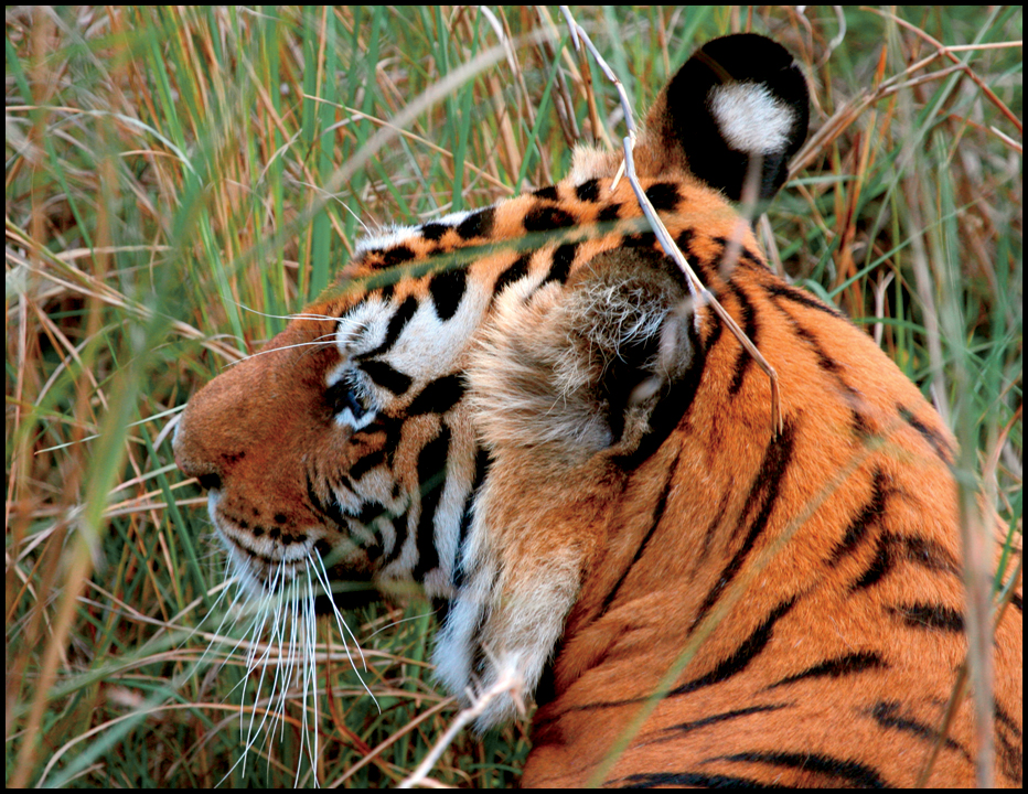 A tigers coat is often yellow to red-brown The stripes may be black brown - photo 12