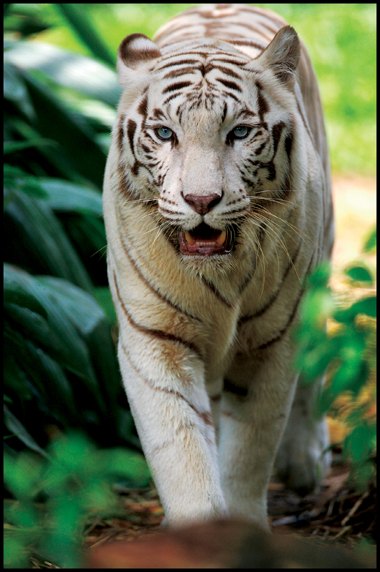 White Tigers White tigers are not a separate They are regular tigers born - photo 13