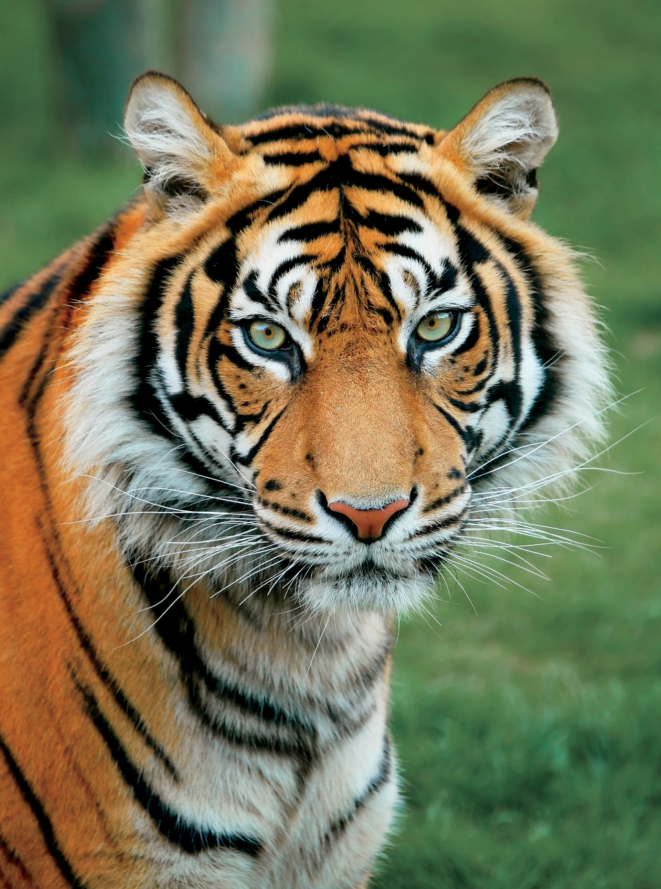 Big Cat Fact Did you ever see what looks like a letter on a tigers forehead - photo 14