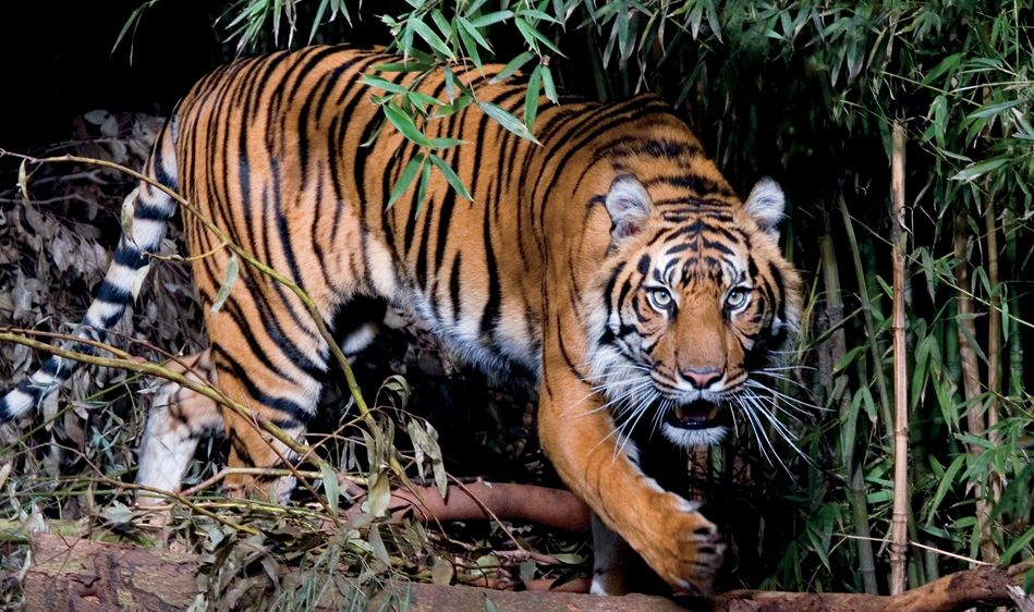 SIZE Male tigers have a ruff of hair around their faces This ruff isnt as - photo 15