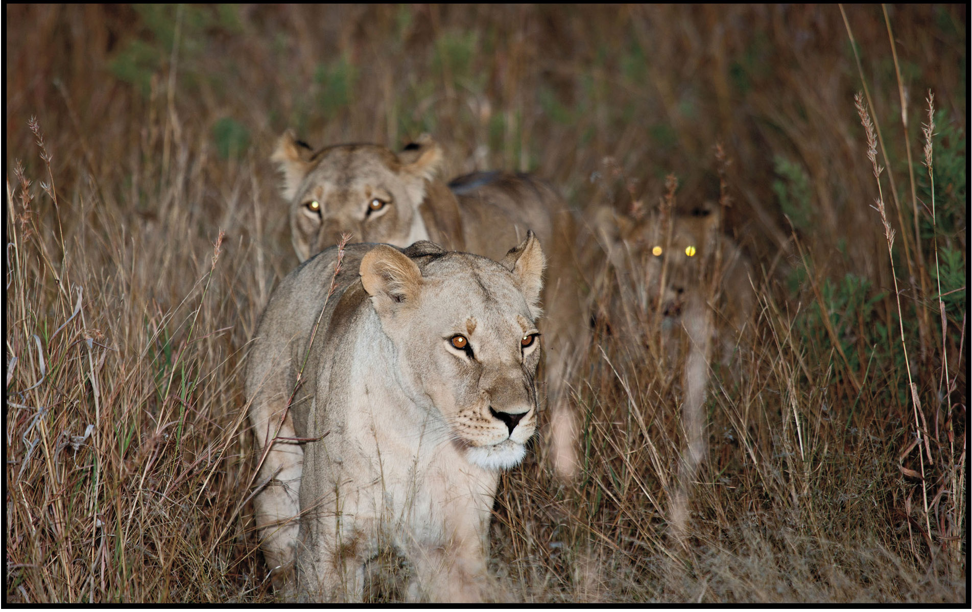 Big Cat Fact A lion prides territory can be as large as 100 square miles 259 - photo 16