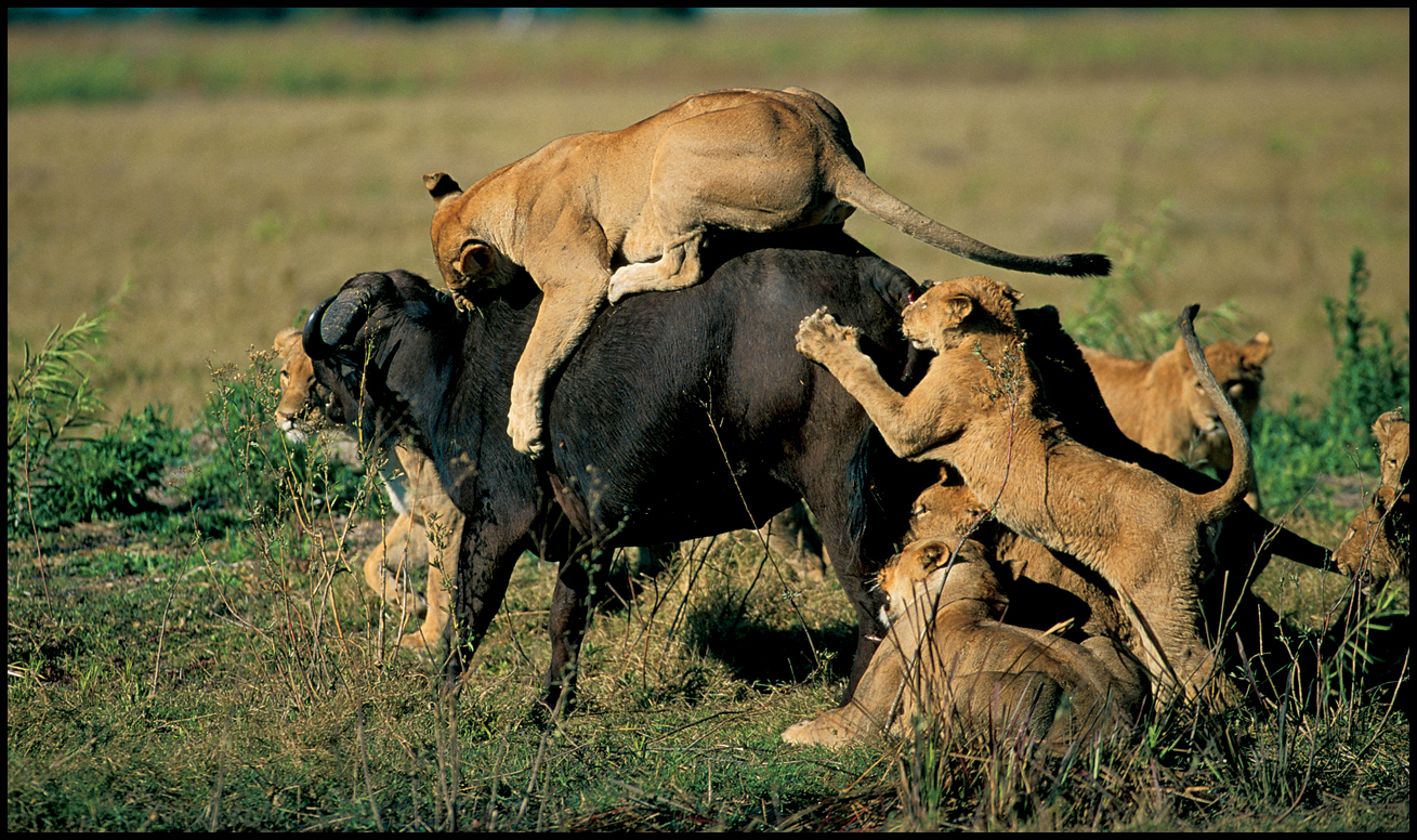 The female members of a pride are often related The group usually includes - photo 17