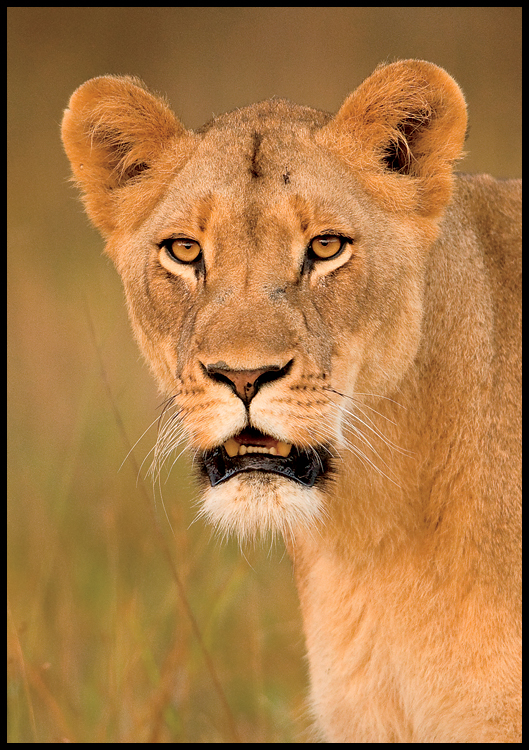 Female lions often have different strengths Some female members of a pride are - photo 18