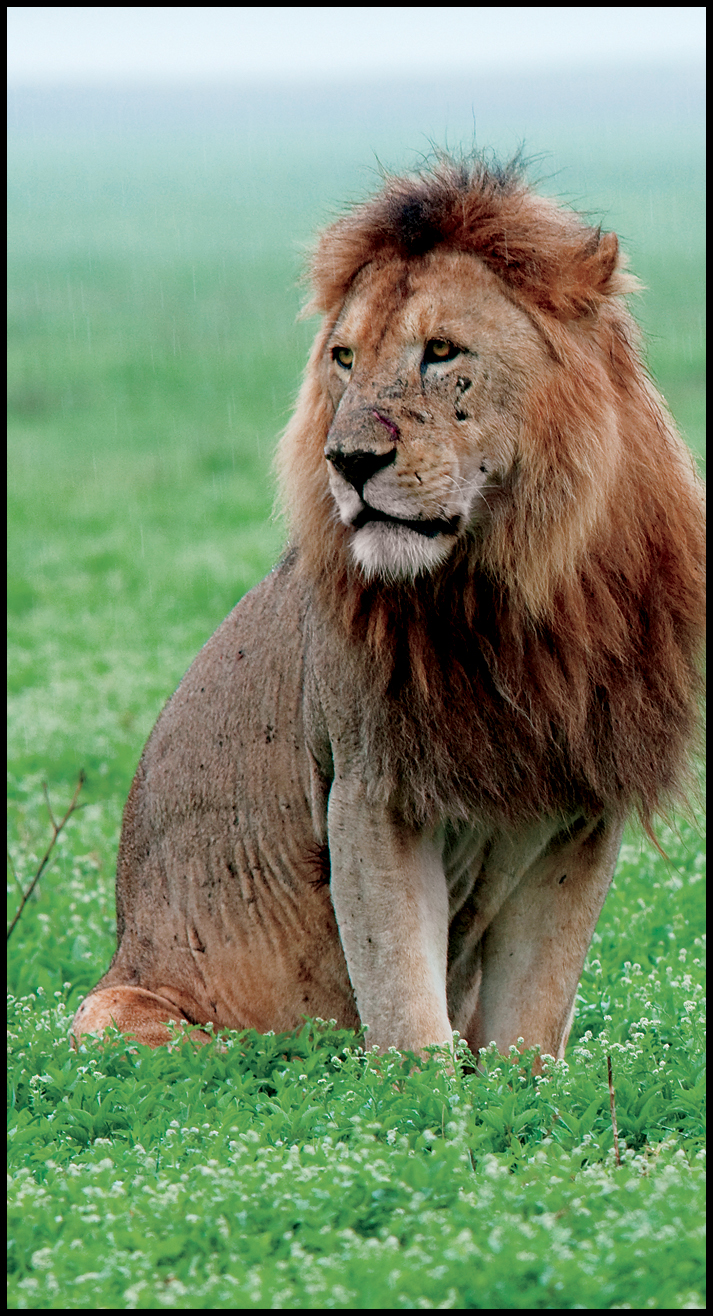 Female lions do not have manes This difference makes it easy to tell a male - photo 10