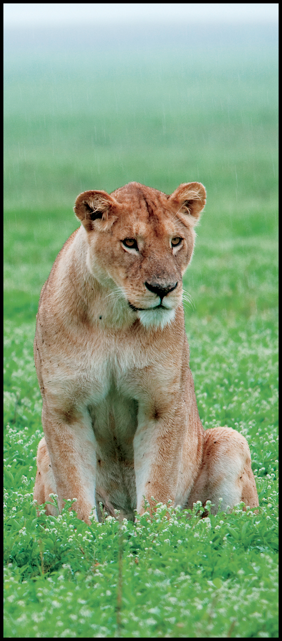 Big Cat Fact Male lions without manes have been discovered in some parts of - photo 11