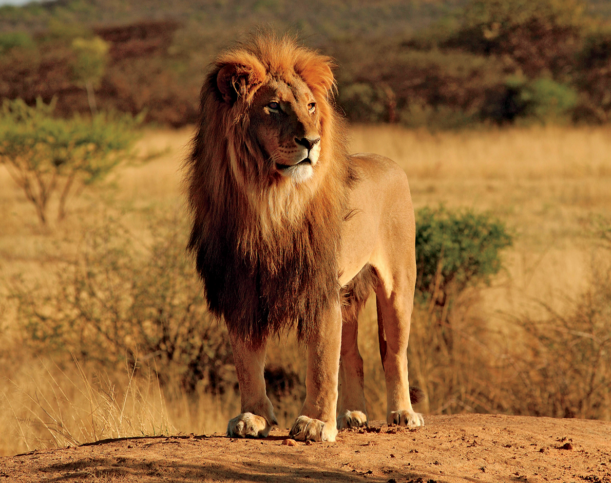 sanctuary a place where animals are cared for and protected Lions are the - photo 14