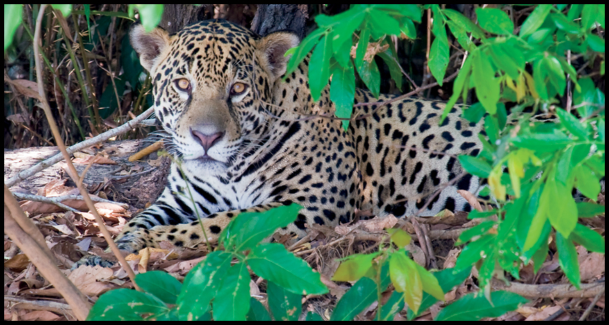 prey a place where animals are cared for and protected An adult jaguars body - photo 8