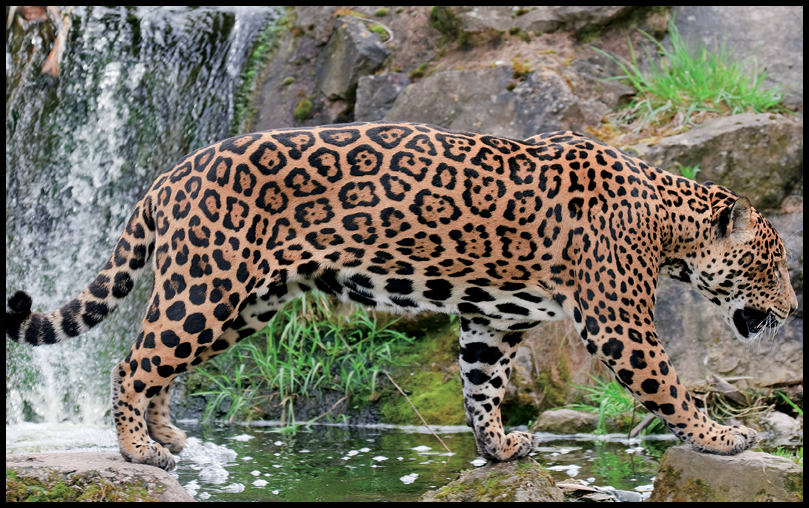 Jaguars arent as fast or as tall as the largest cats from Africa and Asia - photo 9