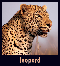 Jaguars and leopards look a lot alike Both big cats have golden brown or black - photo 13