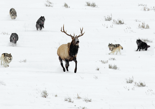 Gray wolves are top predators which means that few animals hunt them They eat - photo 13