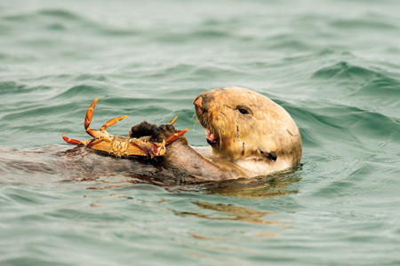 Sea otters hunt and eat smaller animals Favorites include crabs clams and - photo 15