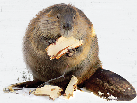 Beavers are herbivores which means they eat plants Tree bark and twigs are - photo 17