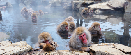 The Japanese macaque lives in colder places than any other ape or monkey A - photo 4