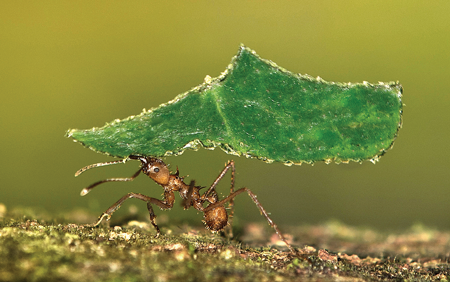 Leaf-cutter ants climb high in rain forest trees of South America to snip off - photo 6