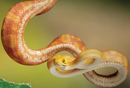 The Amazon tree boa spends most of its life in the trees where its blotchy - photo 7