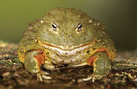 The African bullfrog survives dry periods by burrowing into the ground and - photo 8