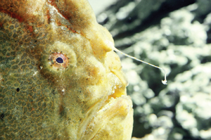 Angling is another name for fishing The anglerfish fishes by wiggling a - photo 29