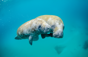 Manatee mom and calf Starry moray eel - photo 2