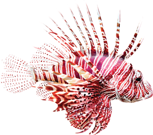 Lionfish 600-3300 feet THE TWILIGHT ZONE Most of the creatures that live on - photo 14