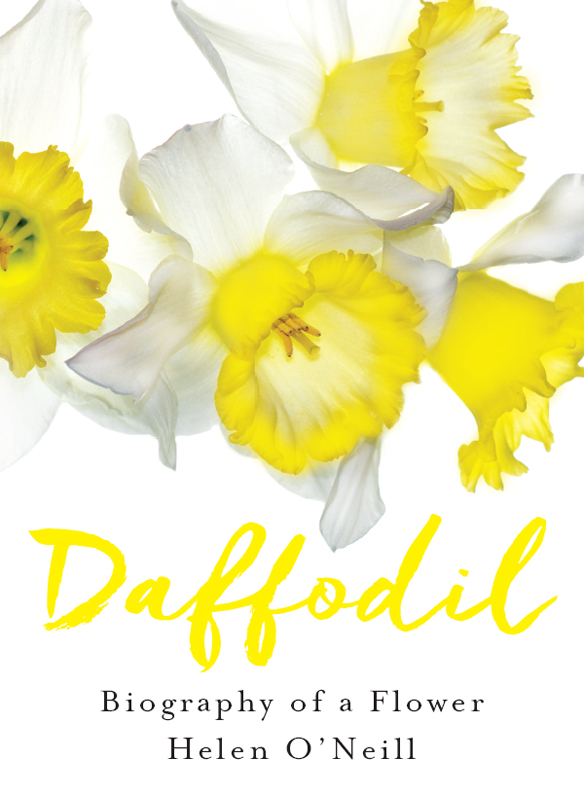 Narcissus Tazetta one of the oldest daffodil varieties and most widely - photo 1