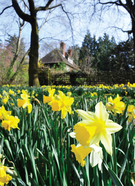 A Narcissus eye-view of my parents home and my mothers garden at the height - photo 3