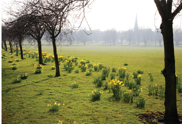 Daffodils fracturing Englands wintery grassland at The Stray in Harrogate - photo 4