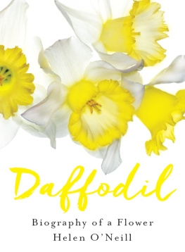 Helen ONeill - Daffodil