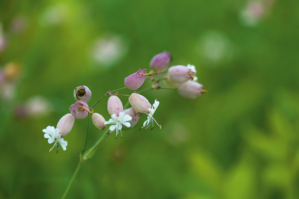 SOME TINY FALL WILDFLOWERS ALONG THE APPALACHIAN TRAIL NEAR PA 850 See - photo 7