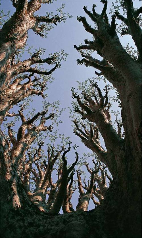 Cobas trees Cyphostemma currorii grow among the rocks on Ameib Ranch in the - photo 5