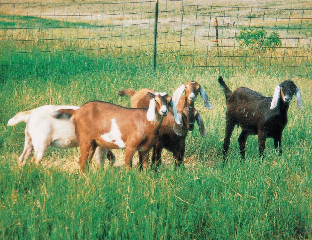 Terrapin Acres is the name of my goat farm in Scandia Minnesota Our first - photo 9