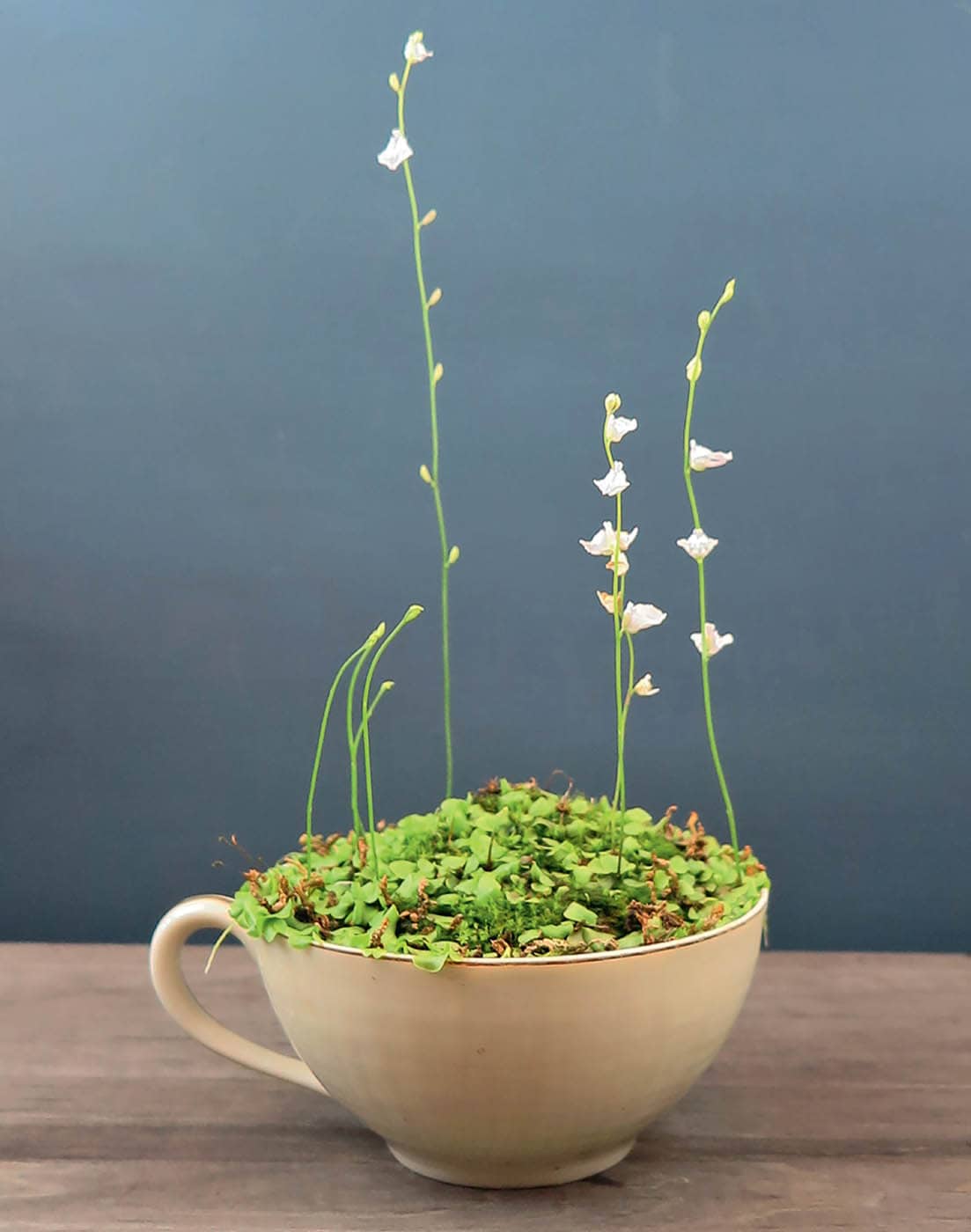 A colony of Bladderwort Utricularia livida grows well in a teacup the - photo 12