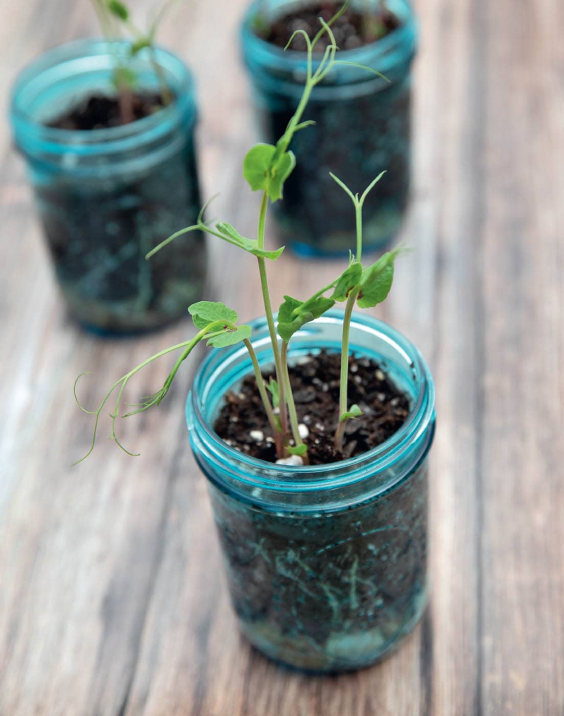 Edible pea shoots can be grown in decorative mason jars THE WORLD OF MICRO - photo 6