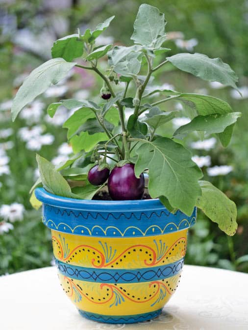 Dwarf vegetable varieties like this eggplant can be considered micro when - photo 7