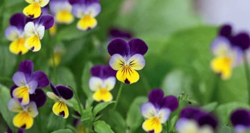 Edible flowers such as these violas offer a splash of color to your micro food - photo 8