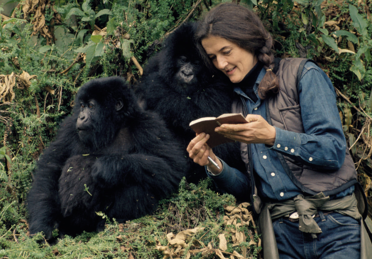 Dian Fossey brought international attention to mountain gorillas DID YOU KNOW - photo 4